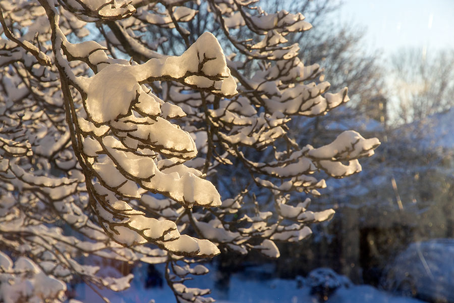 Snow-Ladden Branches at Sunrise