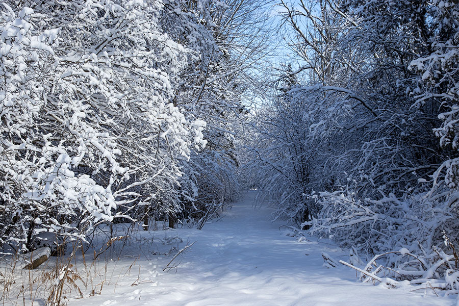 Dixie Trail