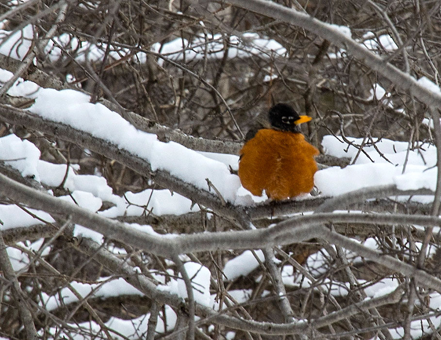 The First Robin