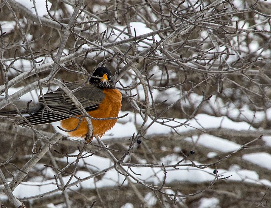 Another Robin