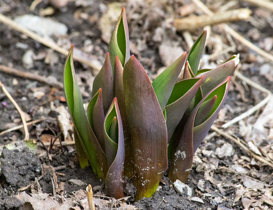 Tulips Emerging