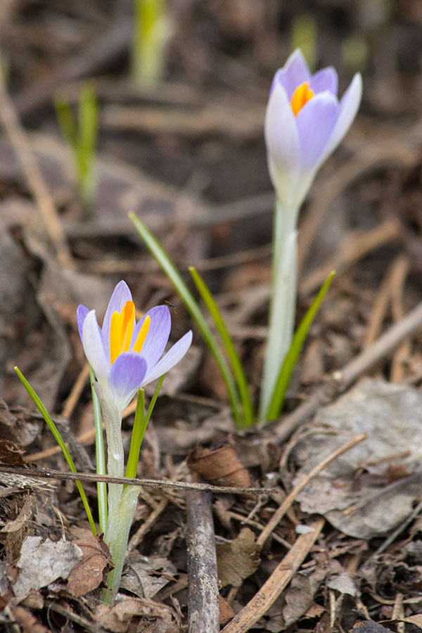 the Very First Crocuses