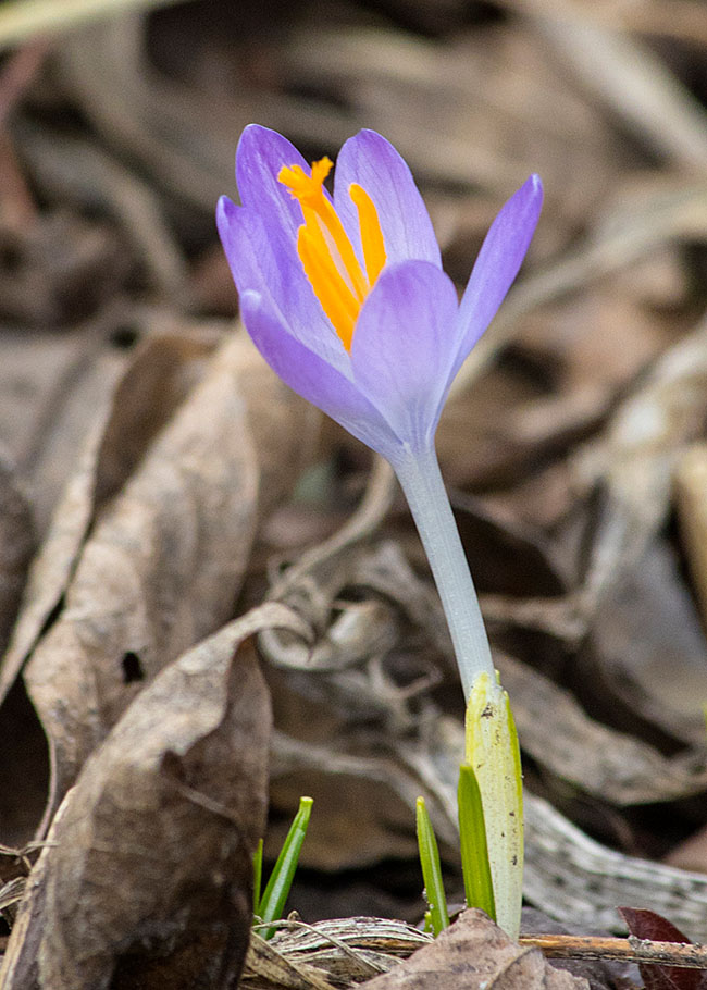 Another Crocus