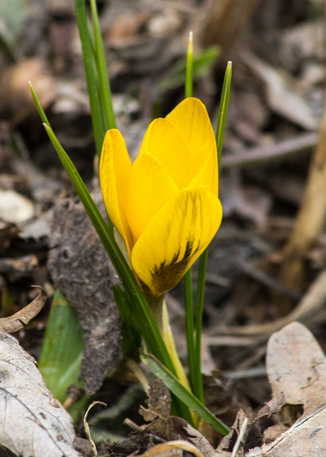 an Early Yellow Crocus