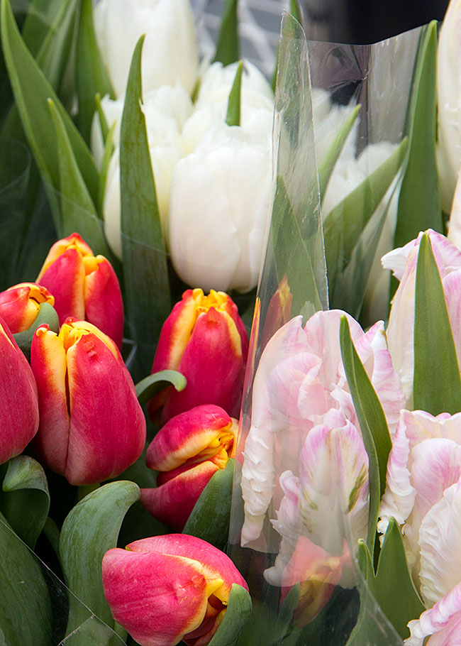 Tulips at Vandermeer
