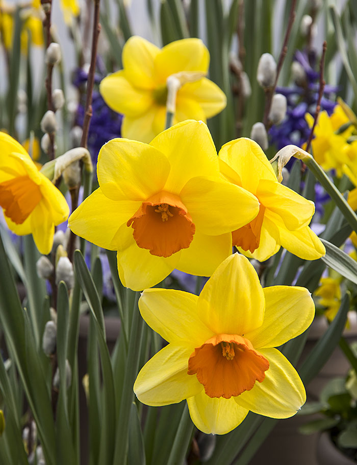 Daffodils