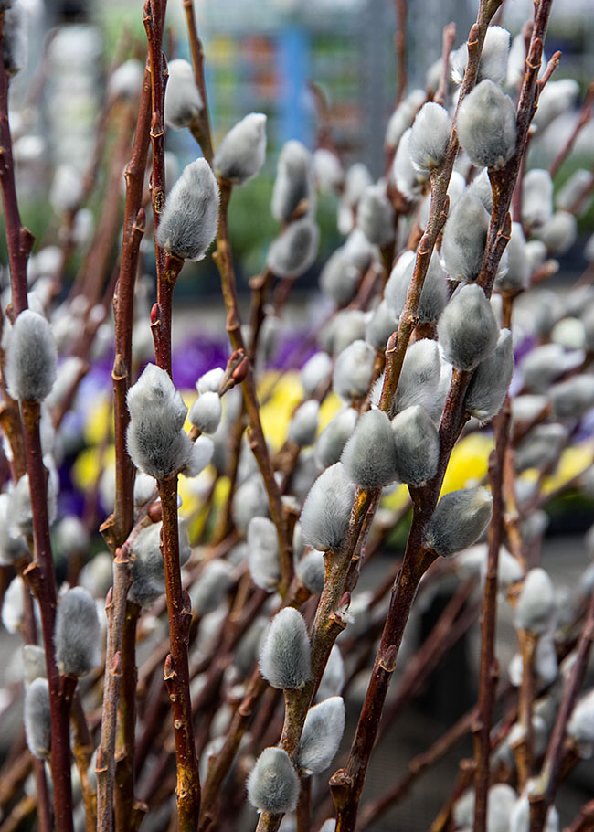 Pussywillows