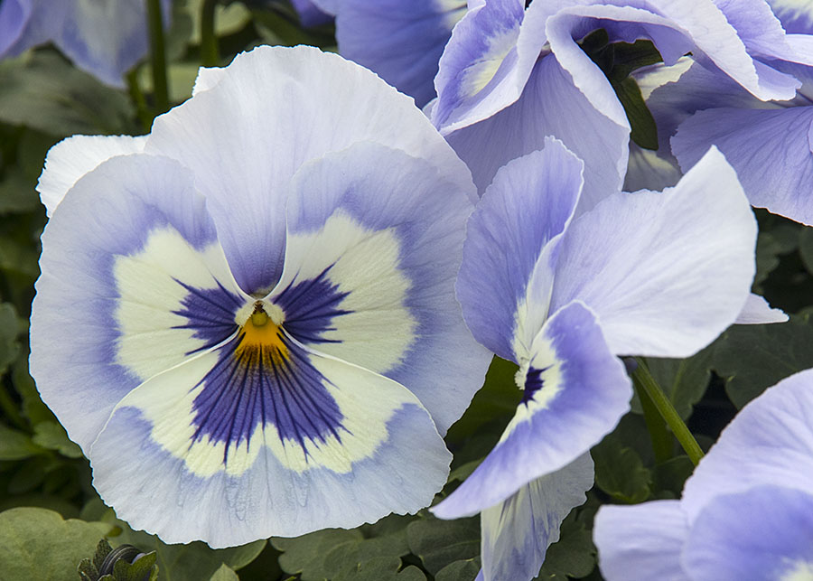 Blue Pansies