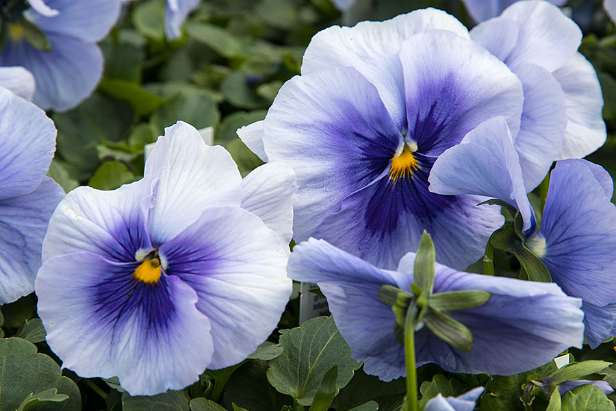 More Pale Purple Pansies