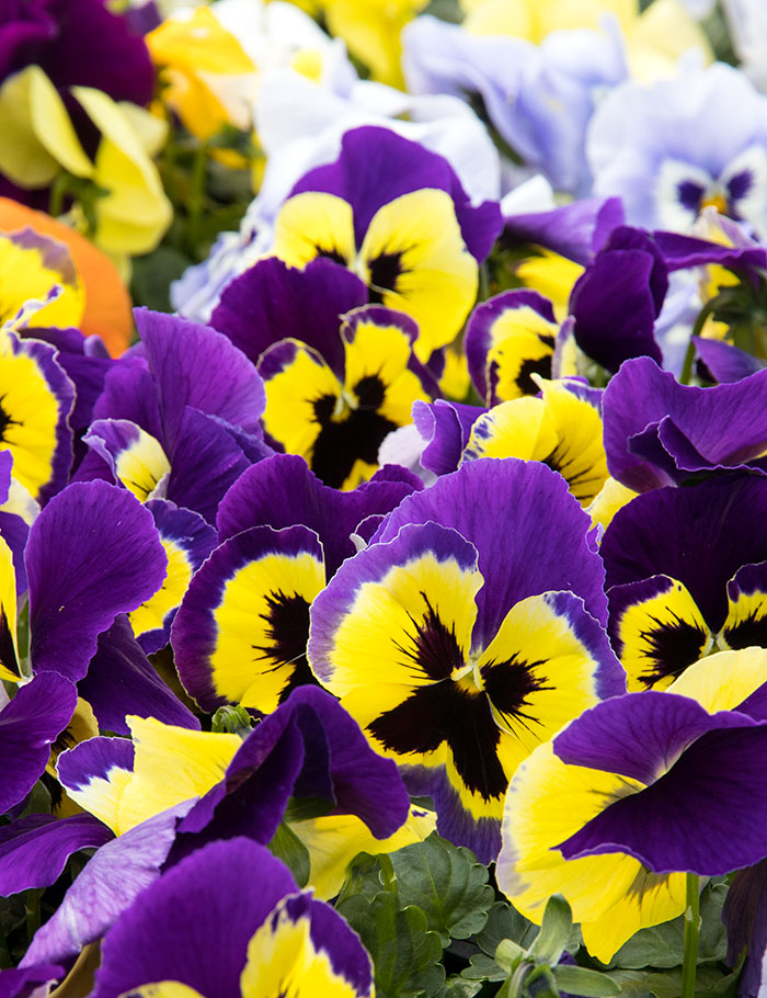 Colourful Pansies