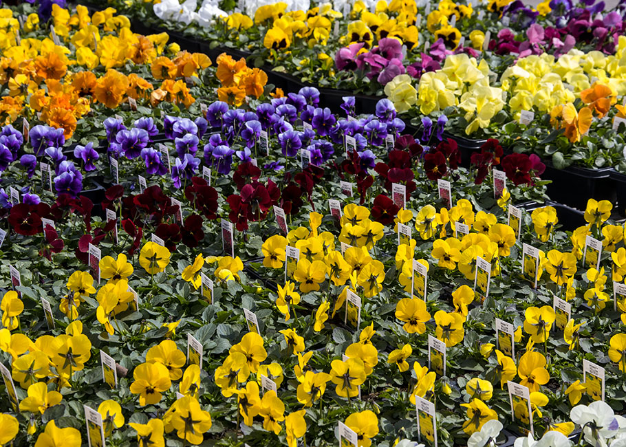 Flats of Violas