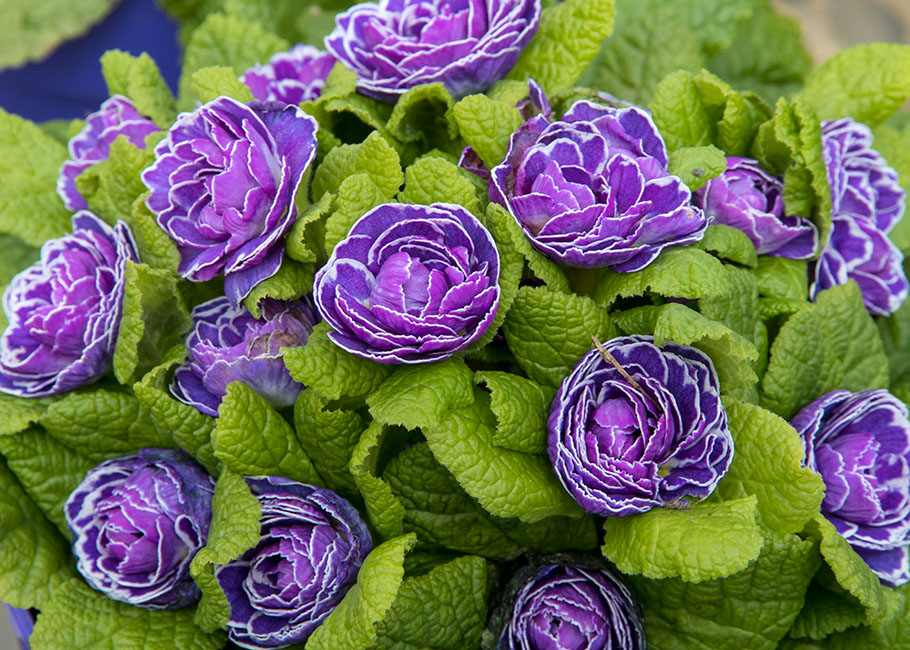Double Primroses