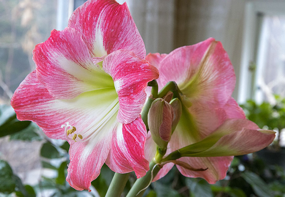 Amaryllis