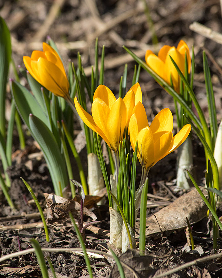 Crocuses