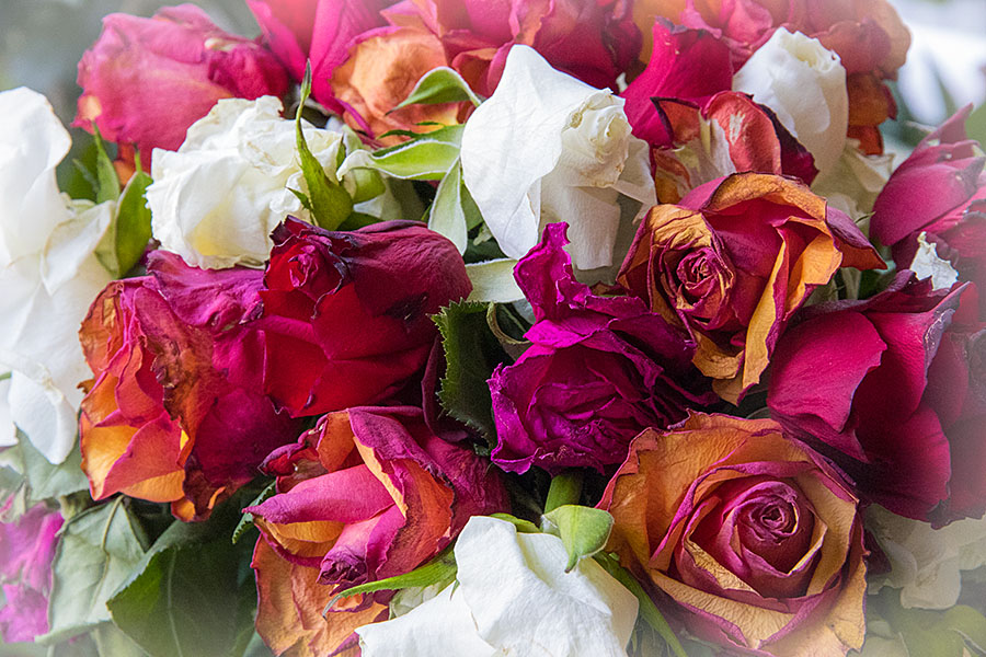 Faded Roses