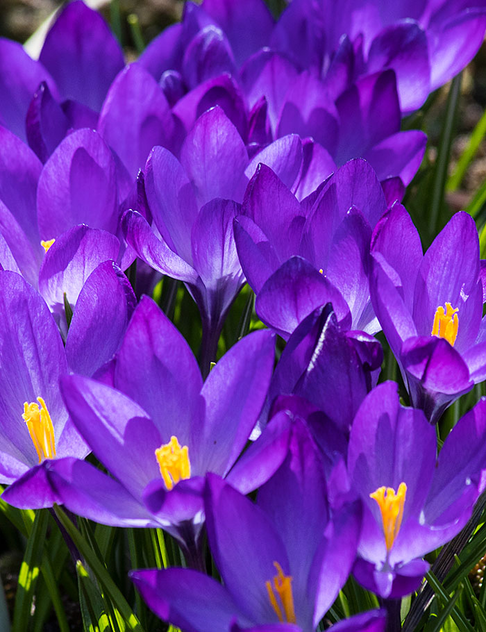 Purple Crocuses