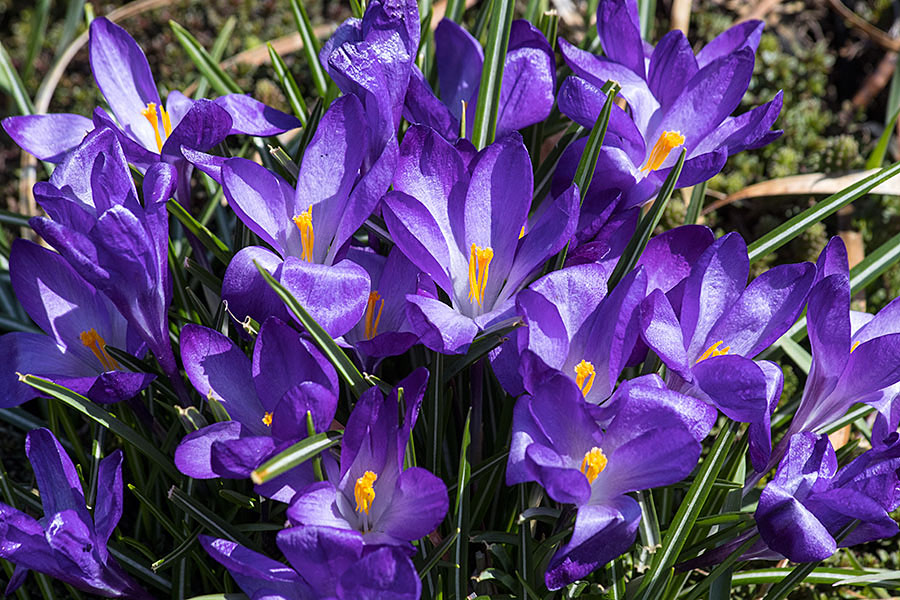 More Purple Crocuses