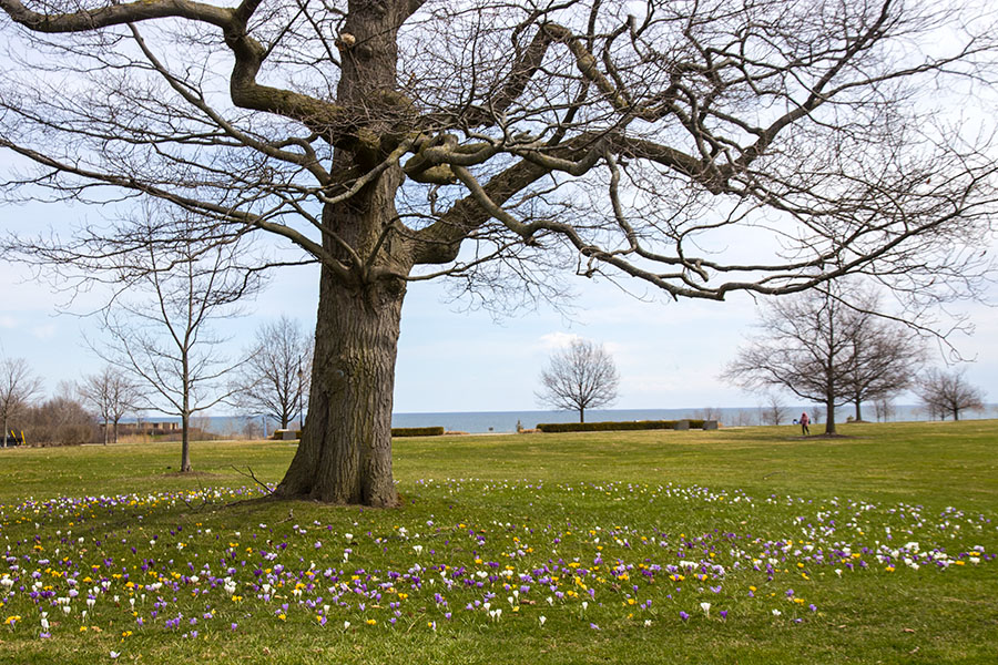 Crocus Ring around the Oak