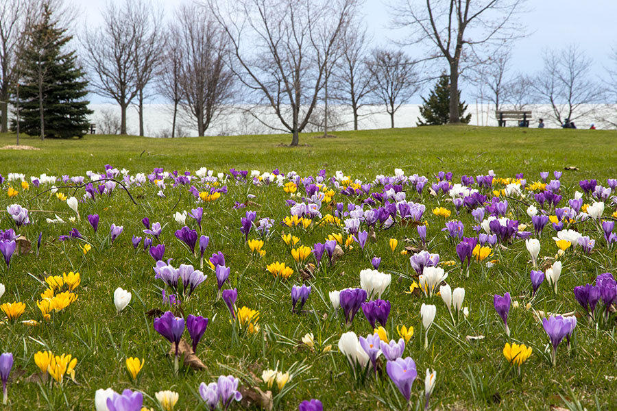 Crocuses along the Lake