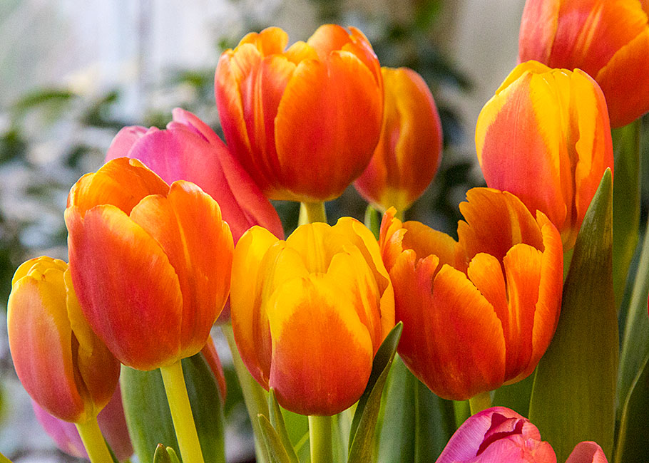 Tulips