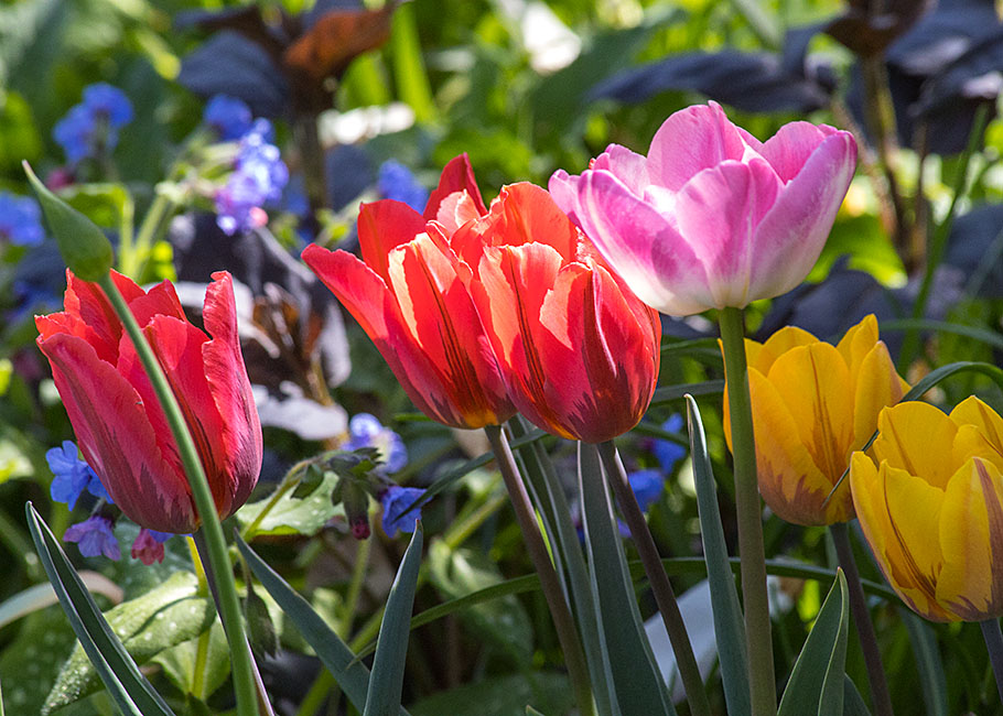 Tulips in the Front Garden