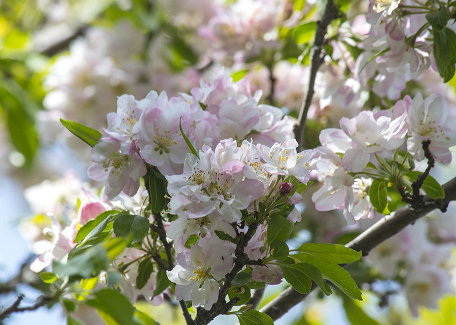 Pink Profusion Crabapple Blossoms