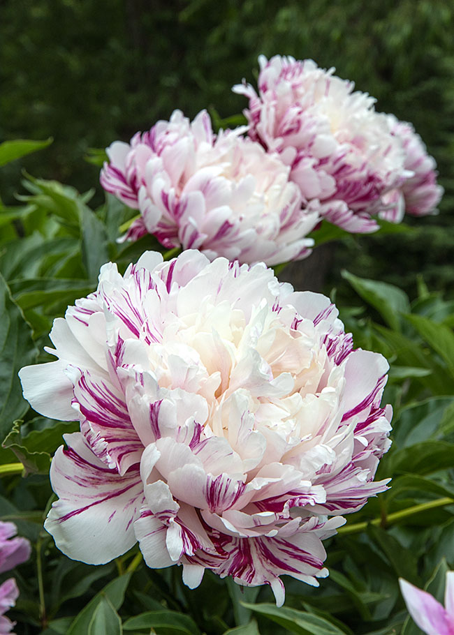 A Few More Striped Peonies