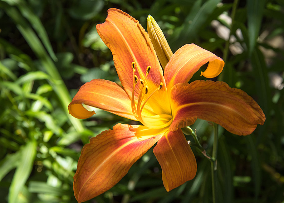 First of th Day Lilies