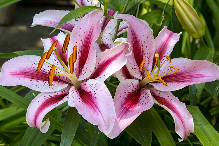 New Pink Lilies