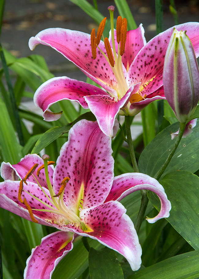 My Favourite Lily