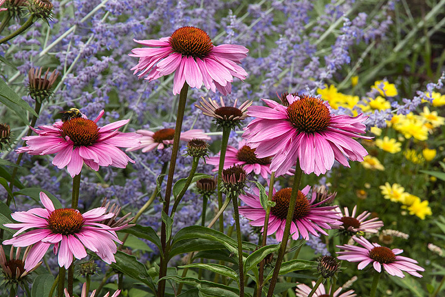 Guild Garden