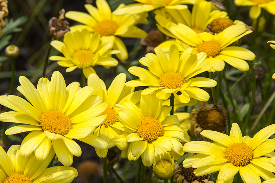 Yellow Daisies
