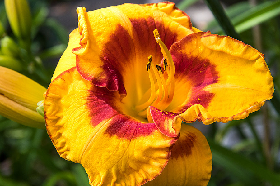 Day Lily Close Up