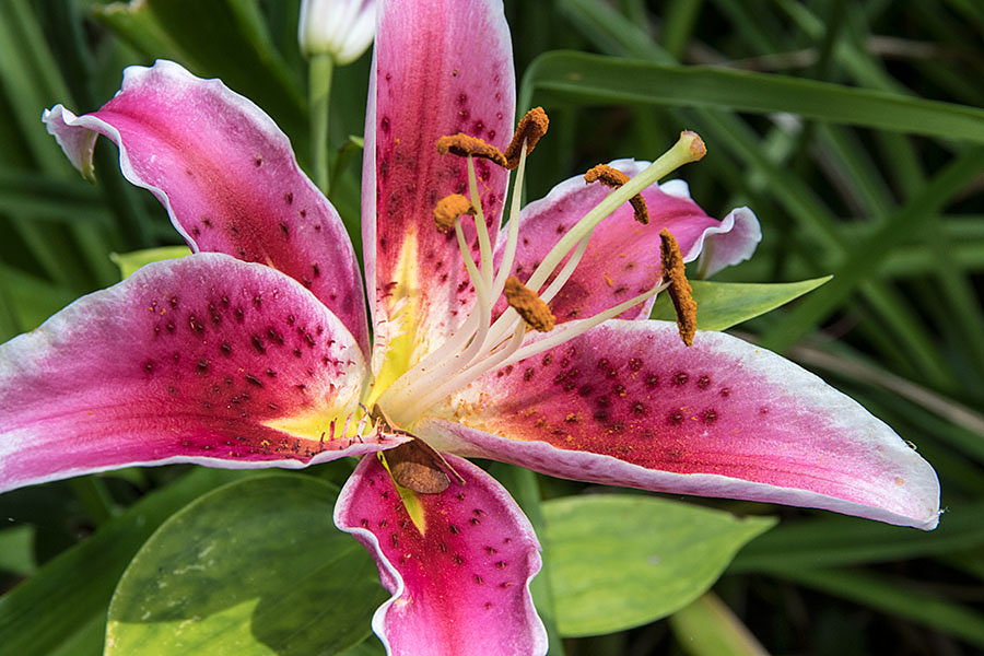 Another Star Gazer