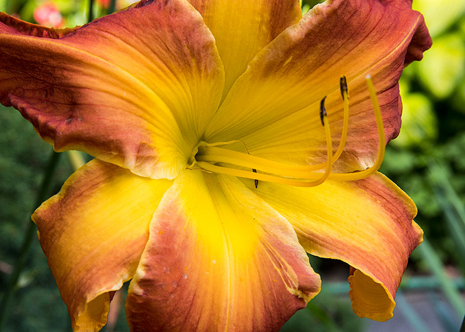 Another Day Lily