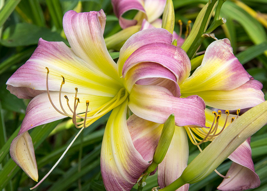 'Spider' Lilies