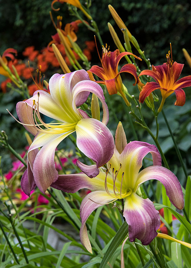Day Lilies