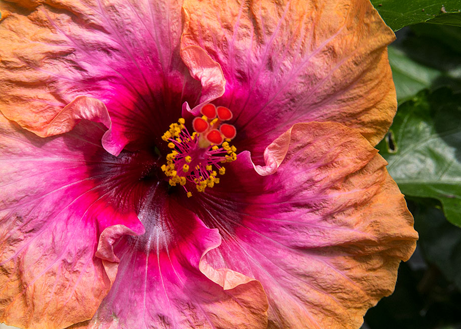 Erin Rachel Hibiscus