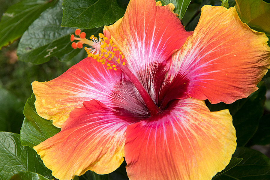 Hibiscus