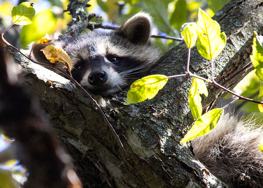 Snoozing in the Crabapple