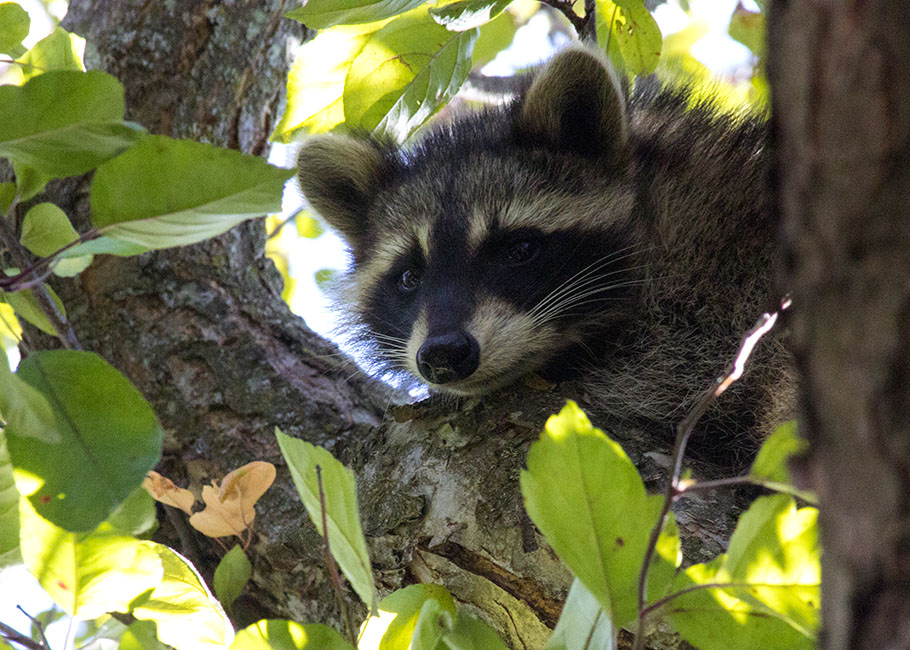 Raccoon up a Tree