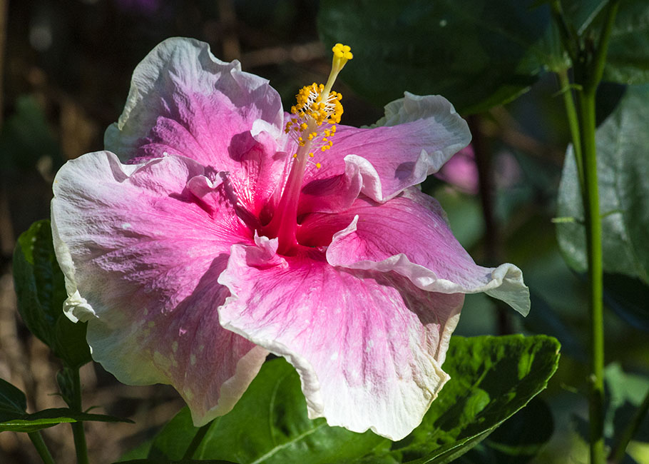 Buckeye Colours Hibiscus