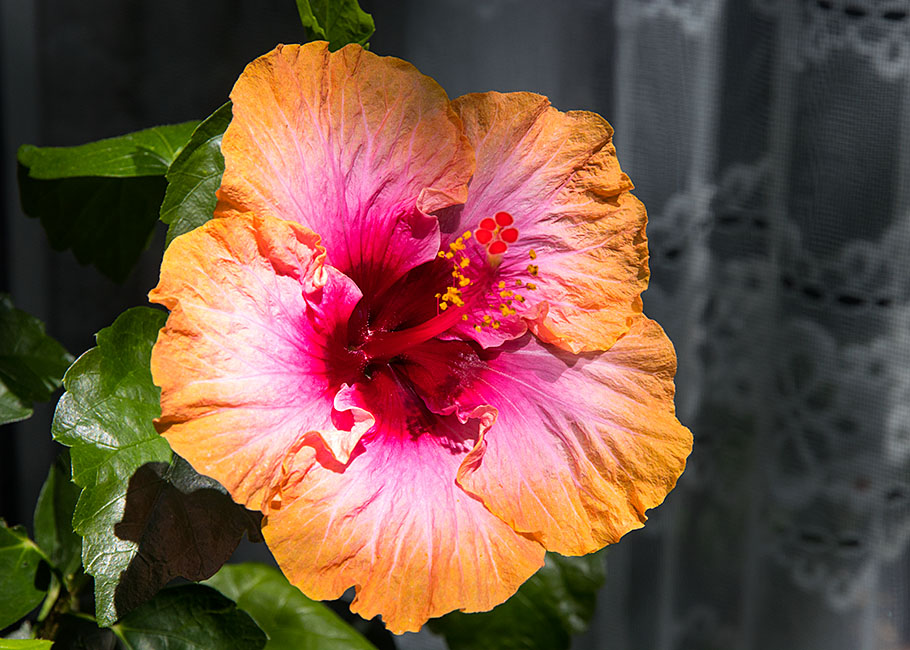 Erin Rachel Hibiscus