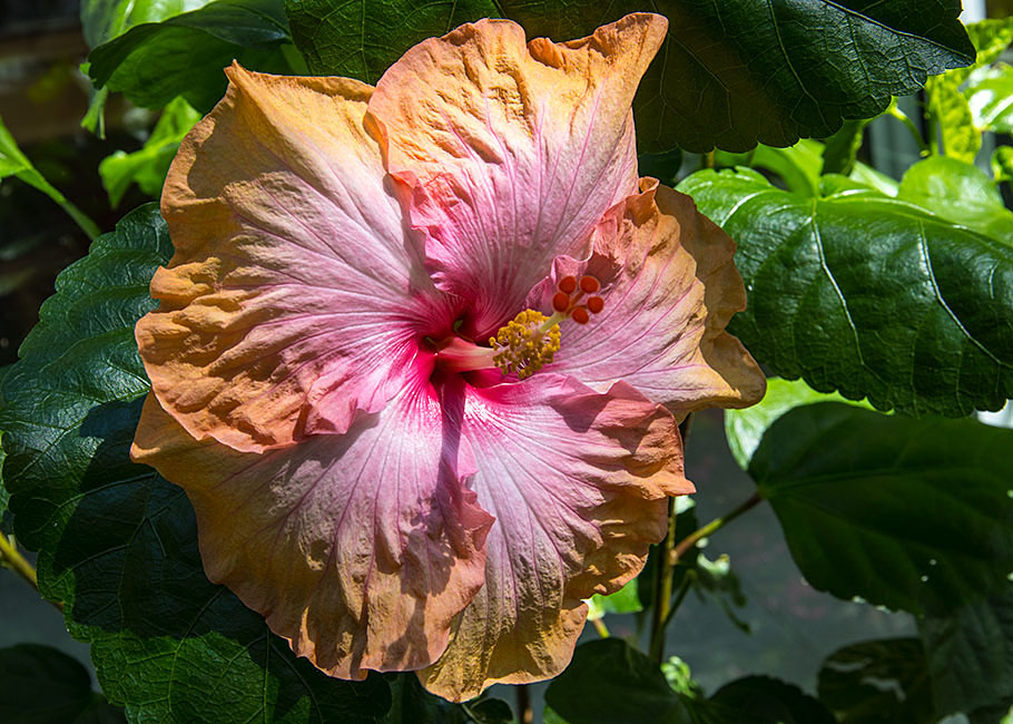 Northern Lights Hibiscus