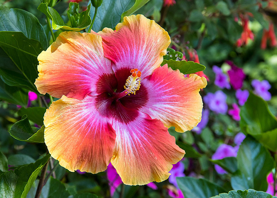 Colourful No Name Hibiscus