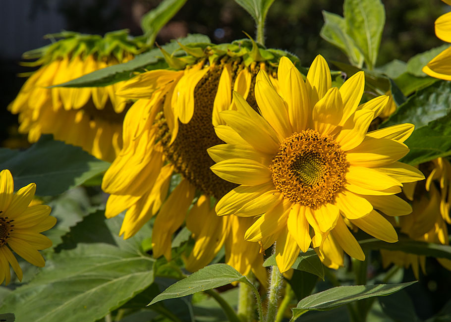 Parkside Sunflowers