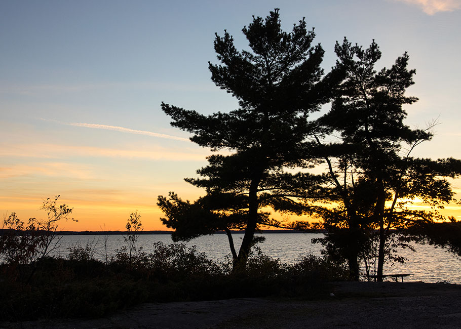 Pines in the Sunset at St. Joseph Island Causeway