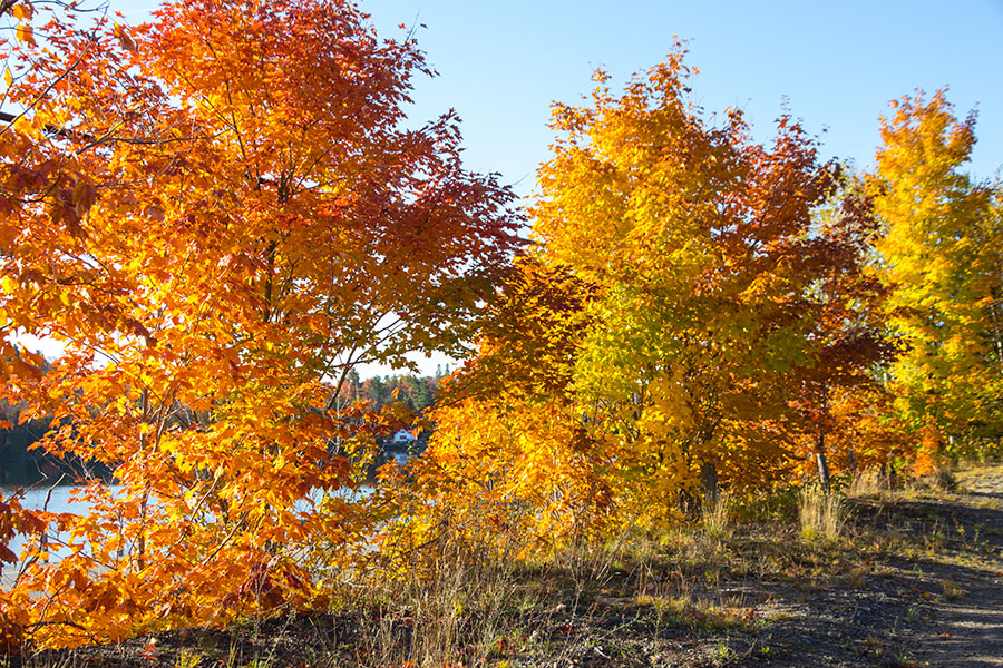 Brilliant Maples