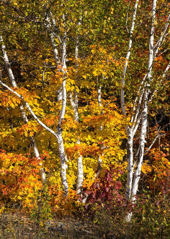Birches among the  Maples