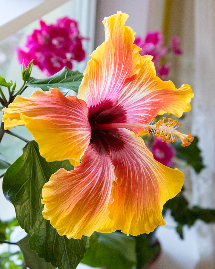 the Last Hibiscus
